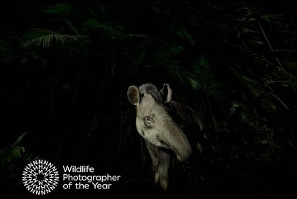The award-winning picture of a tapir by photographer Vishnu Gopal. (Instagram/@vishnugopal) The award-winning picture of a tapir by photographer Vishnu Gopal. (Instagram/@vishnugopal)