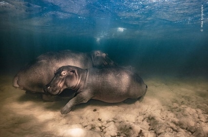 This image of the hippos was captured using a drone. (Mike Korostelev) This image of the hippos was captured using a drone. (Mike Korostelev)
