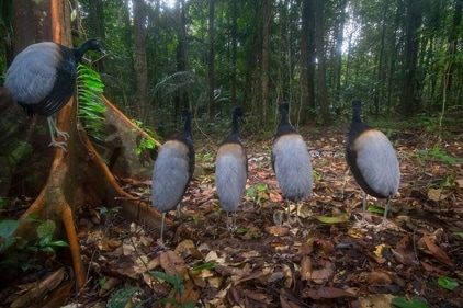 The image shows a group of grey-winged trumpeters and a boa. (Instagram/@hadrien_lalague) The image shows a group of grey-winged trumpeters and a boa. (Instagram/@hadrien_lalague)