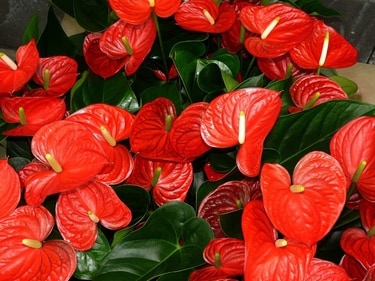 Anthuriums Anthuriums