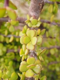 Jade Plant Jade Plant
