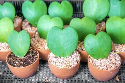 Sweetheart plant Sweetheart plant