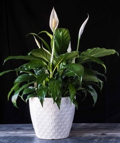 Peace lily Peace lily