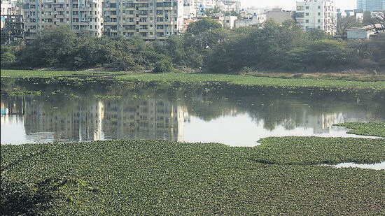Experts said that hyacinth overgrowth have caused mosquito menace across city. (Shankar Narayan/HT PHOTO)