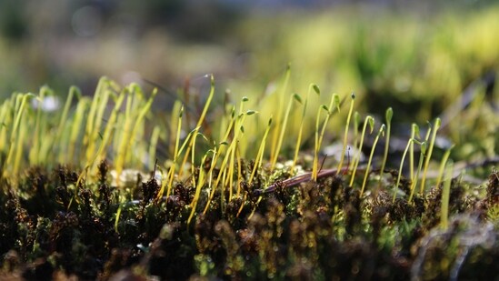 Seeds or Saplings: Symbolize growth and prosperity by planting seeds or bringing home potted plants. Watching them bloom and flourish can serve as a metaphor for your own personal and professional growth.&nbsp;(Unsplash)