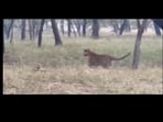 Snapshot of a tiger running after a deer. 