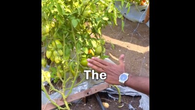 Man showing the technique of grafting. Man showing the technique of grafting.