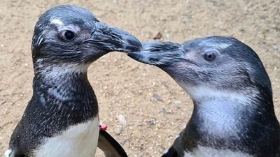 The image shows two penguin friends named Penguin and Squid. (Instagram/@birdworld_surrey) The image shows two penguin friends named Penguin and Squid. (Instagram/@birdworld_surrey)