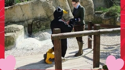 Valentine's Week: The image shows a man proposing to his girlfriend in a penguin costume. (Instagram/@cotswoldwildlifepark) Valentine's Week: The image shows a man proposing to his girlfriend in a penguin costume. (Instagram/@cotswoldwildlifepark)
