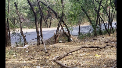 Pune, India - January 29, 2018: There is hardly any fencing left for the forest land at Mohammadwadi in Pune, India, on Monday, January 29, 2018. (Photo by Rahul Raut/HT PHOTO) (HT PHOTO)