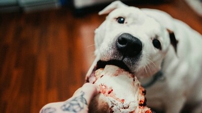 Wholesome and delicious homemade Valentine's Day treats for pets. (Unsplash) Wholesome and delicious homemade Valentine's Day treats for pets. (Unsplash)