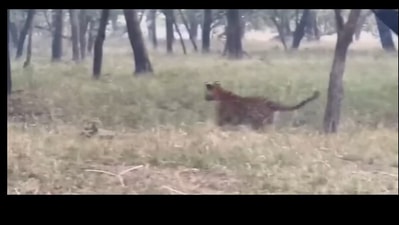 Snapshot of a tiger running after a deer. (Instagram/@ranthambhorepark)