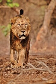 Sasan Gir, Gujarat (Shutterstock) Sasan Gir, Gujarat (Shutterstock)