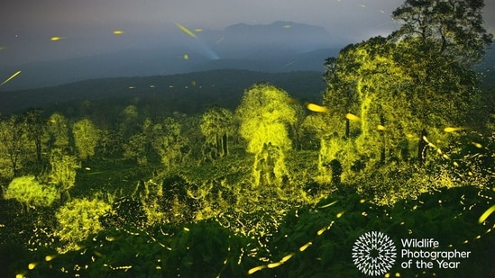 Wildlife Photographer of the Year competition: This image showing fireflies was captured by Sriram Murali at Annamalai Tiger Reserve. (Sriram Murali )