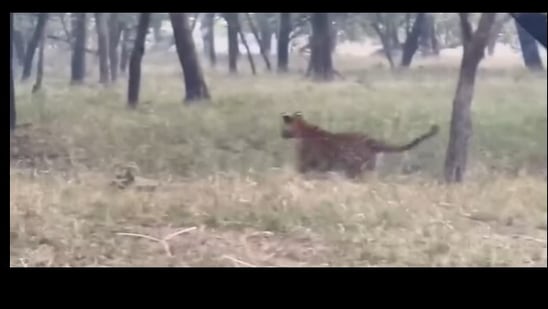 Snapshot of a tiger running after a deer. (Instagram/@ranthambhorepark)