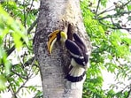 Snapshot of the hornbill bringing food for his partner. Snapshot of the hornbill bringing food for his partner.