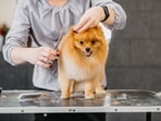 Pet groomers should make the experience relaxing for the good instead of causing discomfort (Shutterstock)