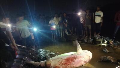 Bull shark rips off portion of fisherman’s leg in Vaitarna river Bull shark rips off portion of fisherman’s leg in Vaitarna river