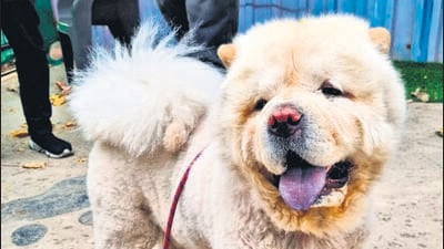 Thane police register NC against pet clinic employees for animal abuse Thane police register NC against pet clinic employees for animal abuse