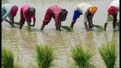 Around 8 lakh of more than 10.45 lakh farmers, who registered themselves with the food and civil supplies department, sold their paddy to the government that had set up 5,207 purchase centres across the state. The government disbursed more than ₹10,000 crore to farmers’ accounts as MSP. (Pic for representation) Around 8 lakh of more than 10.45 lakh farmers, who registered themselves with the food and civil supplies department, sold their paddy to the government that had set up 5,207 purchase centres across the state. The government disbursed more than ₹10,000 crore to farmers’ accounts as MSP. (Pic for representation)