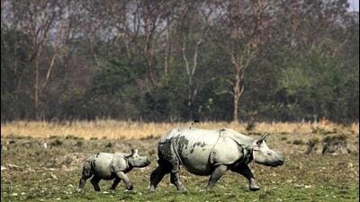 In the last five years, 718 project proposals in wildlife sanctuaries and protected areas have been granted wildlife clearance by NBWL. (AP) In the last five years, 718 project proposals in wildlife sanctuaries and protected areas have been granted wildlife clearance by NBWL. (AP)