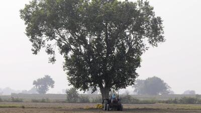 The forest department will devise an action plan to relocate the trees at the earliest as NIAL wants to clear the path by March-end, when trials will begin at the airport site. (HT Archive) The forest department will devise an action plan to relocate the trees at the earliest as NIAL wants to clear the path by March-end, when trials will begin at the airport site. (HT Archive)