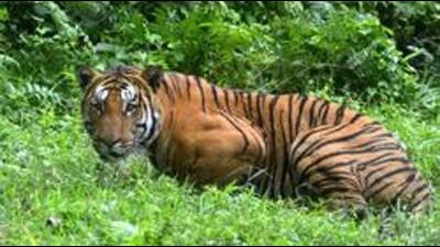 The tiger was spotted in the area where a wild elephant killed a farmer four days back in Kerala. (AFP) The tiger was spotted in the area where a wild elephant killed a farmer four days back in Kerala. (AFP)
