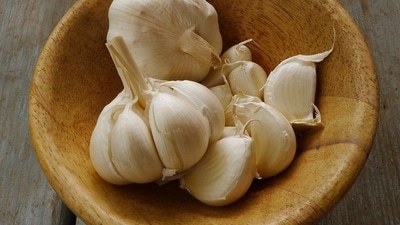 Garlic: A flavourful addition to many Indian dishes, garlic contains prebiotic compounds that can contribute to gut health. Garlic: A flavourful addition to many Indian dishes, garlic contains prebiotic compounds that can contribute to gut health. 