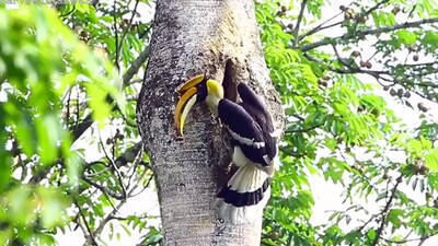 Snapshot of the hornbill bringing food for his partner. (X/@ParveenKaswan) Snapshot of the hornbill bringing food for his partner. (X/@ParveenKaswan)