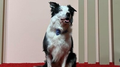 Cooper was headed toward the pool when he ran into Messi, the dog with a key role in Anatomy of a Fall. Cooper knelt down and gave the border collie a long, thorough petting. (AP)
