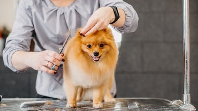 Pet groomers should make the experience relaxing for the good instead of causing discomfort (Shutterstock) Pet groomers should make the experience relaxing for the good instead of causing discomfort (Shutterstock)