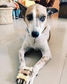 Siddhartha's pup Leela (Instagram) Siddhartha's pup Leela (Instagram)