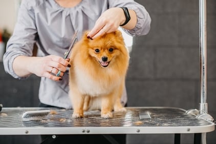 Pet groomers should make the experience relaxing for the good instead of causing discomfort (Shutterstock) Pet groomers should make the experience relaxing for the good instead of causing discomfort (Shutterstock)