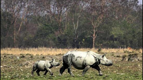 In the last five years, 718 project proposals in wildlife sanctuaries and protected areas have been granted wildlife clearance by NBWL. (AP)