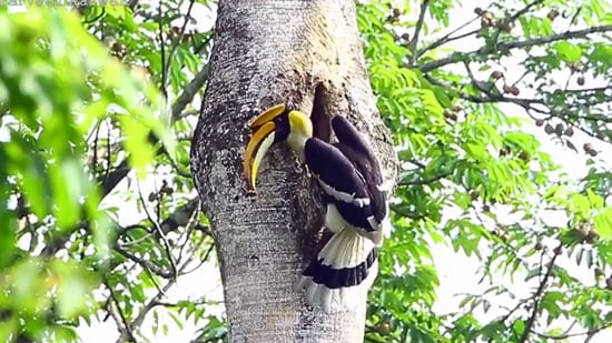 Snapshot of the hornbill bringing food for his partner. (X/@ParveenKaswan)