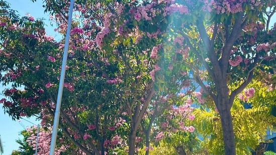 Pink trumpet flowers have blossomed in Bengaluru. (X/@RiseAndShineIN)