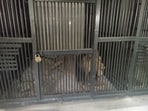 The lion seen locked in its cage at Tirupati zoo.