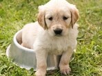 Essential nutrients your puppy needs to stay healthy and active Essential nutrients your puppy needs to stay healthy and active