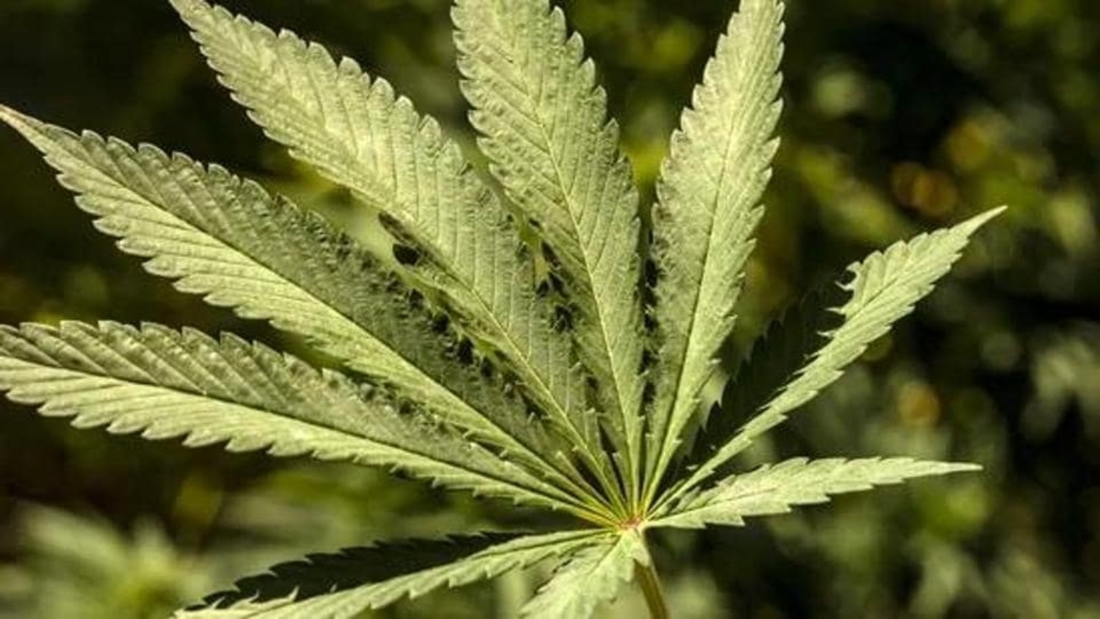 Ukraine legalises cannabis for medical use, to take effect after six months - Vimarsana News