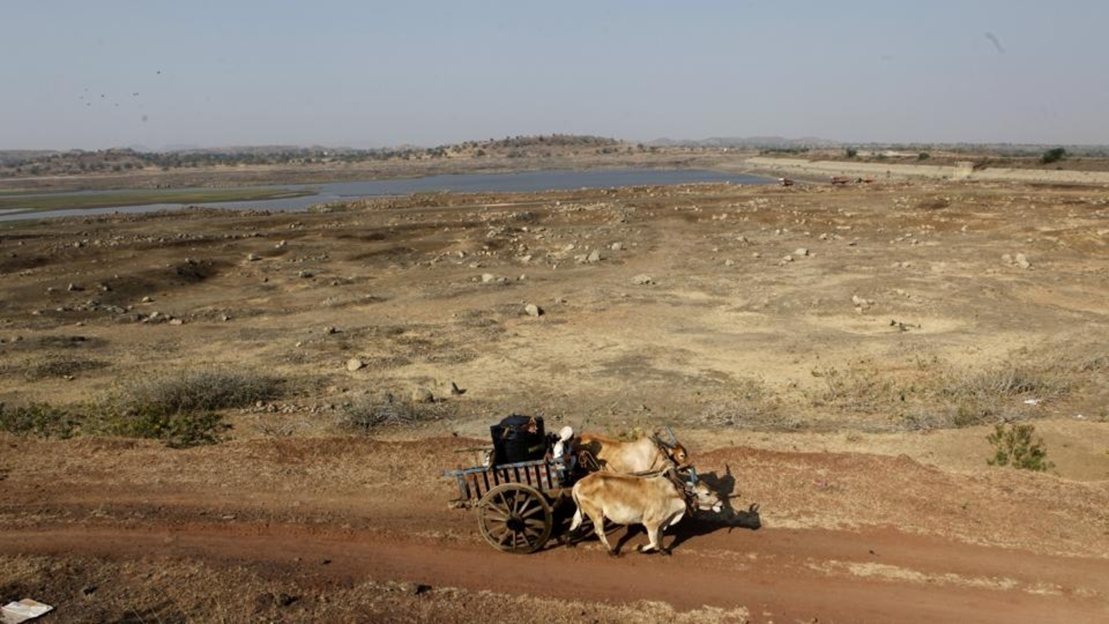 Illegal liquor seized from bullock cart in Bihar; smugglers flee, oxen detained - Vimarsana News