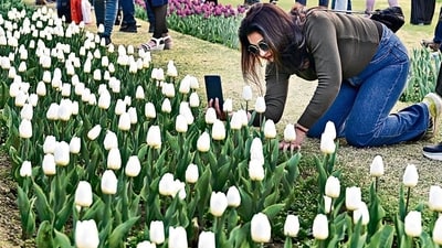 Blooming tulips at Shantipath are capturing the fancy of one and all. (Photo: Mohd Zakir/ANI)