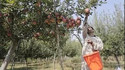 Issued an advisory to Jammu and Kashmir farmers asking them to put off spraying fertilisers in their orchards for the time being. (HT File) Issued an advisory to Jammu and Kashmir farmers asking them to put off spraying fertilisers in their orchards for the time being. (HT File)