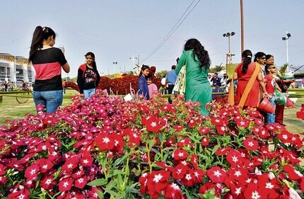 The focal flower of this year's show is dahlia and experts have been called to make an array of floral arrangements. (Photo: Sunil Ghosh/HT (For representational purposes only))