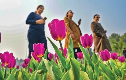 Nearly three lakh tulips have been planted in shades of white, pink, yellow, orange, purple and black for this year's festival. (Photo: Manvender Vashist Lav/PTI)