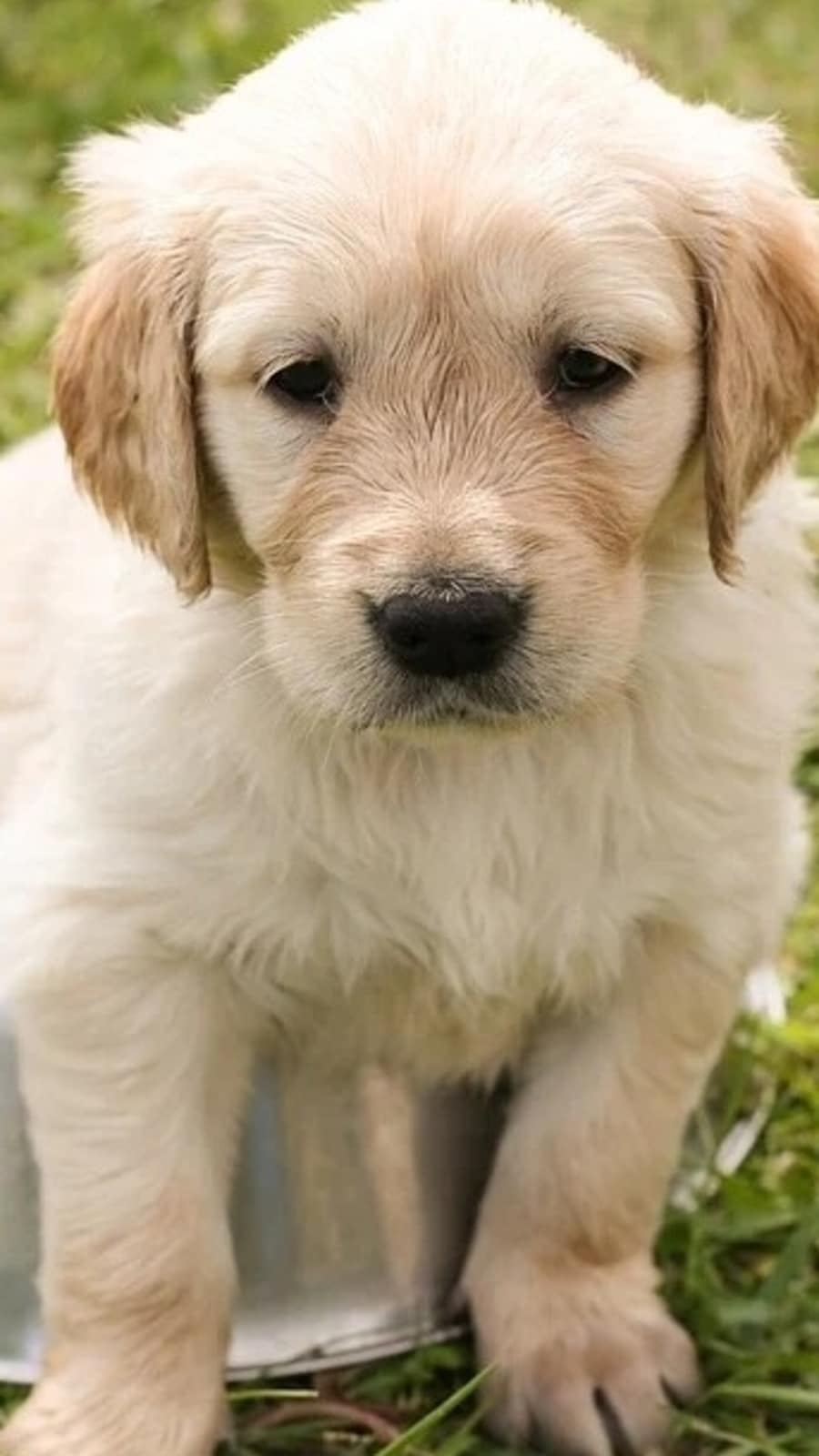 Essential nutrients your puppy needs to stay healthy and active (Pixabay)