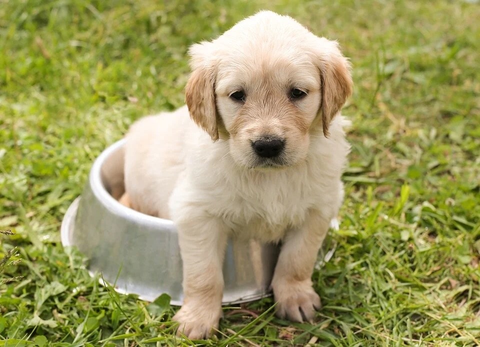 Essential nutrients your puppy needs to stay healthy and active (Pixabay) Essential nutrients your puppy needs to stay healthy and active (Pixabay)