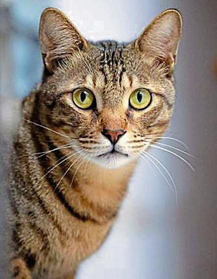 Kiwi is a low maintenance cat and will prove to be a great companion. Kiwi is a low maintenance cat and will prove to be a great companion.