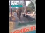 The image shows an elephant approaching a bus while crossing a road. The image shows an elephant approaching a bus while crossing a road.