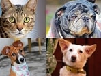 Meet the animals in Delhi-NCR, who are searching for forever homes this week. Meet the animals in Delhi-NCR, who are searching for forever homes this week.