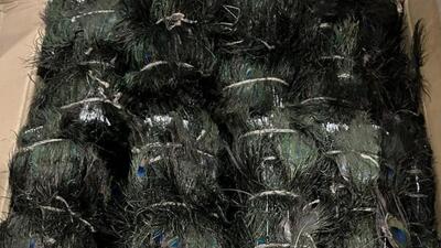 DRI seizes 28 lakh peacock tail feathers worth ₹2 crore at Nhava Sheva Port DRI seizes 28 lakh peacock tail feathers worth ₹2 crore at Nhava Sheva Port